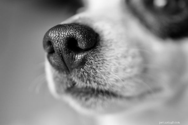 Dog Snout Health: Key Signs & Solutions Every Pet Owner Should Know