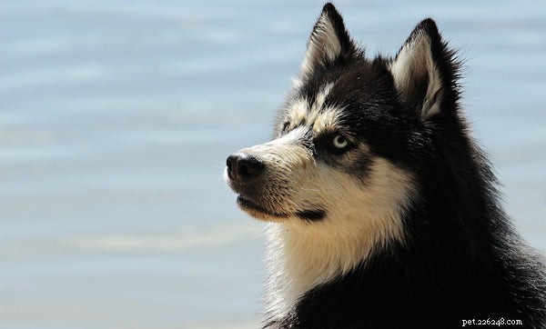 Dog Snout Health: Key Signs & Solutions Every Pet Owner Should Know