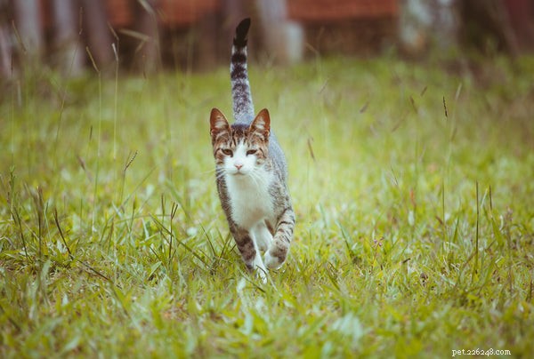 5 Compelling Reasons to Take Your Cat for a Walk