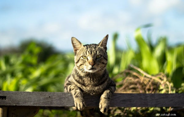 5 Compelling Reasons to Take Your Cat for a Walk
