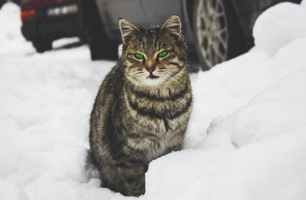 5 Compelling Reasons to Take Your Cat for a Walk