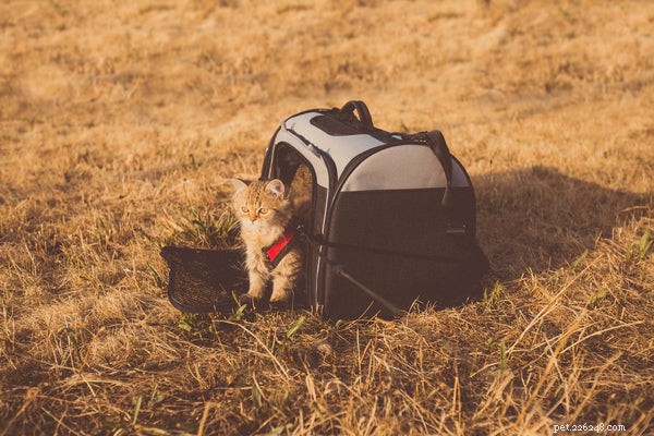 5 Compelling Reasons to Take Your Cat for a Walk