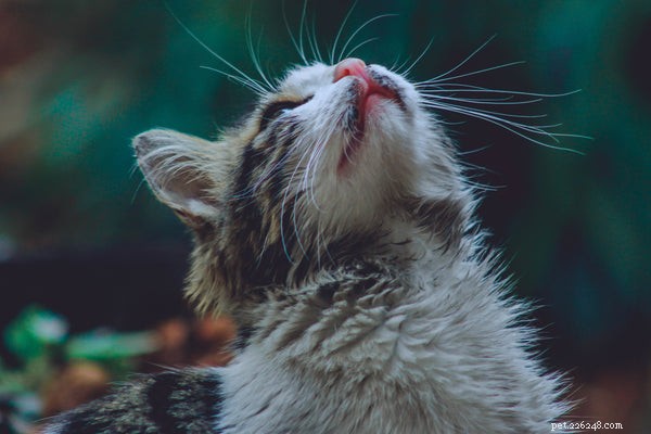 5 Compelling Reasons to Take Your Cat for a Walk