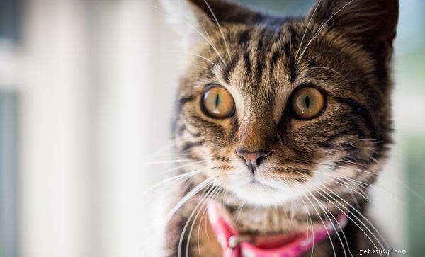5 Compelling Reasons to Take Your Cat for a Walk
