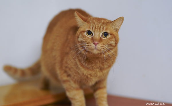 5 Compelling Reasons to Take Your Cat for a Walk