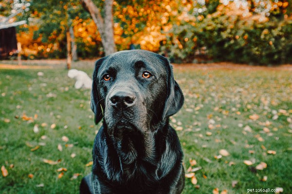 Discover the 5 Most Intelligent Dog Breeds