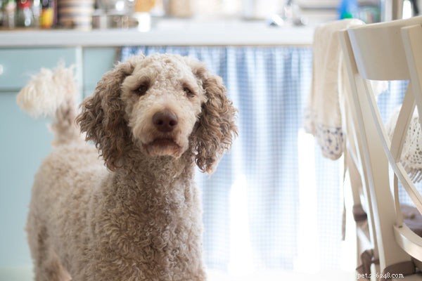 Discover the 5 Most Intelligent Dog Breeds