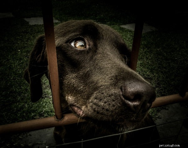 How to Adopt a Pet from an Animal Shelter: A Step‑by‑Step Guide