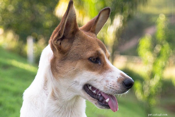 How to Adopt a Pet from an Animal Shelter: A Step‑by‑Step Guide