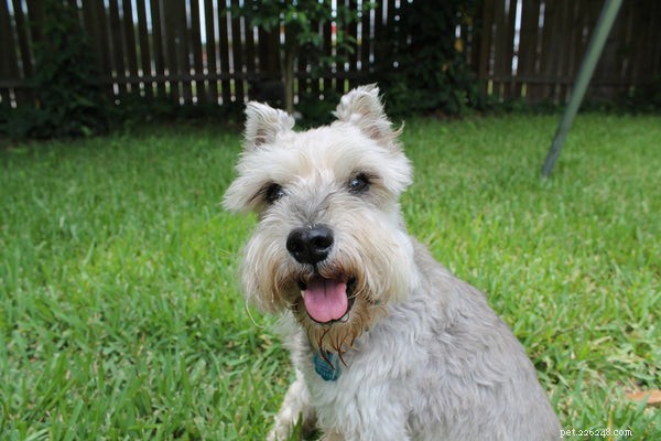 How to Adopt a Pet from an Animal Shelter: A Step‑by‑Step Guide
