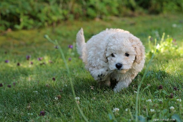 How to Adopt a Pet from an Animal Shelter: A Step‑by‑Step Guide