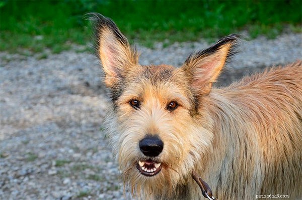 Top Shaggy Dog Breeds for Families: Friendly, Loving, and Playful