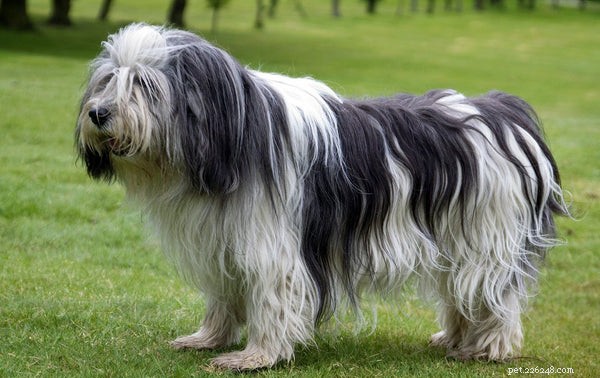 Top Shaggy Dog Breeds for Families: Friendly, Loving, and Playful