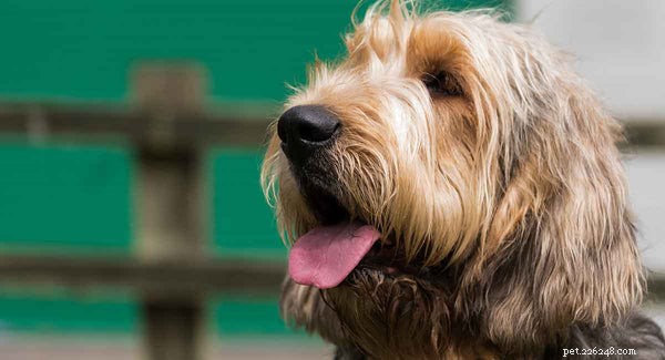 Top Shaggy Dog Breeds for Families: Friendly, Loving, and Playful