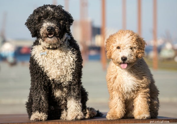 Top Shaggy Dog Breeds for Families: Friendly, Loving, and Playful
