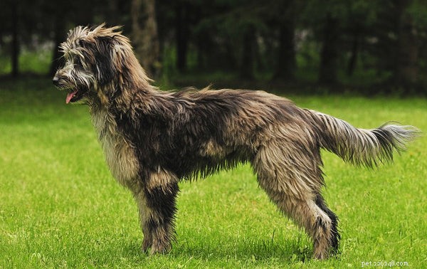 Top Shaggy Dog Breeds for Families: Friendly, Loving, and Playful