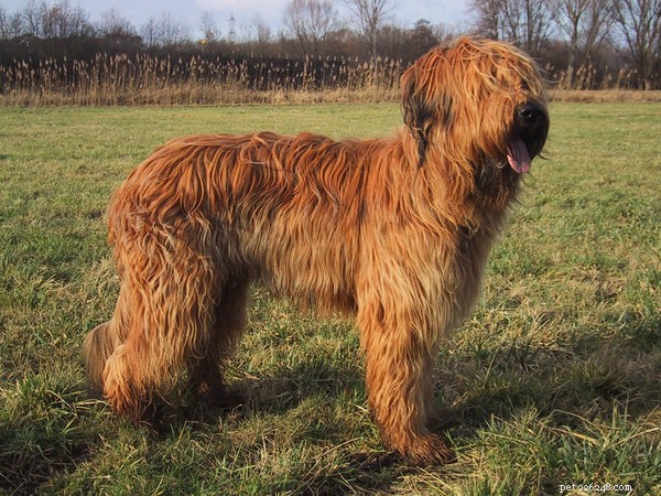 Top Shaggy Dog Breeds for Families: Friendly, Loving, and Playful