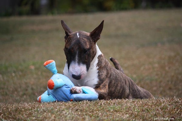 Top 5 Must-Have Puppy Chew Toys for Safe, Happy, Healthy Play