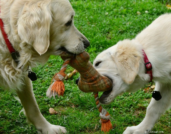 Top 5 Must-Have Puppy Chew Toys for Safe, Happy, Healthy Play