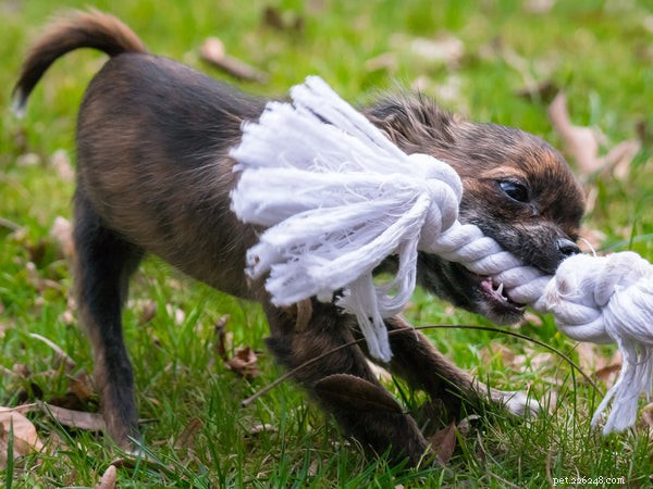 Top 5 Must-Have Puppy Chew Toys for Safe, Happy, Healthy Play