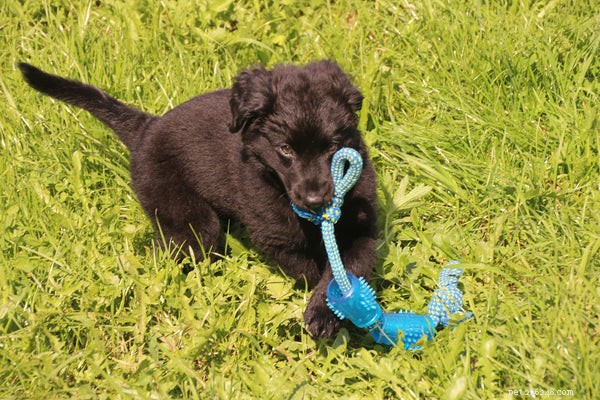 Top 5 Must-Have Puppy Chew Toys for Safe, Happy, Healthy Play