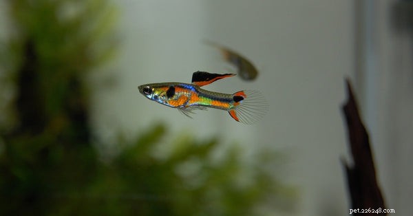 Choosing the Right Pet Fish: A Guide to Selecting Species for Your Aquarium