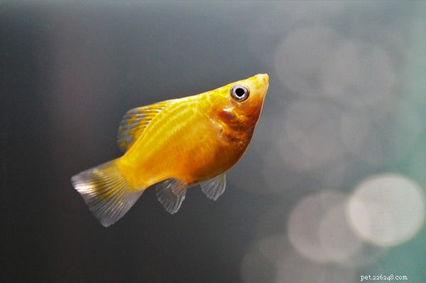 Choosing the Right Pet Fish: A Guide to Selecting Species for Your Aquarium