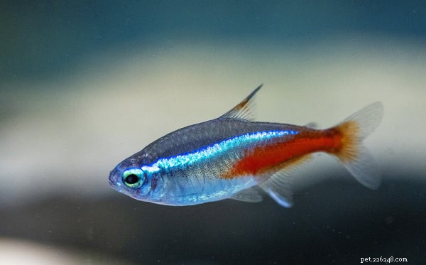 Choosing the Right Pet Fish: A Guide to Selecting Species for Your Aquarium