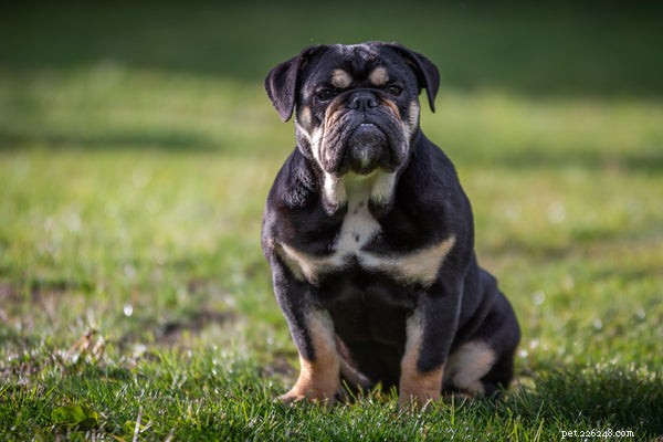Black English Bulldog: Essential Facts & Care Guide