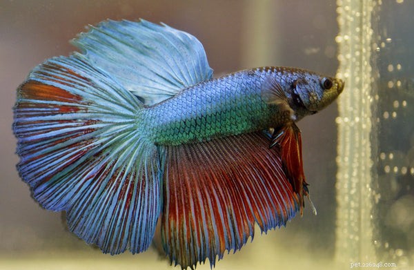 Choosing the Right Pet Fish: A Guide to Selecting Species for Your Aquarium