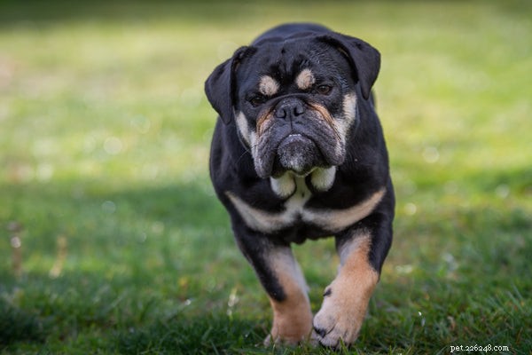 Black English Bulldog: Essential Facts & Care Guide