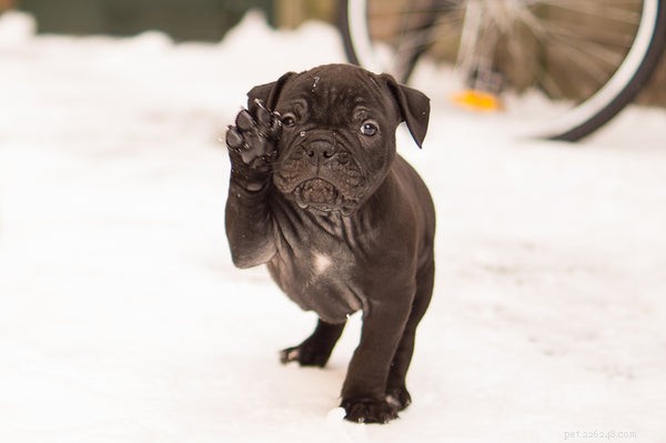 Black English Bulldog: Essential Facts & Care Guide