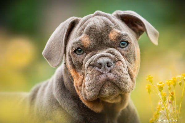Black English Bulldog: Essential Facts & Care Guide