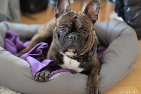Black English Bulldog: Essential Facts & Care Guide
