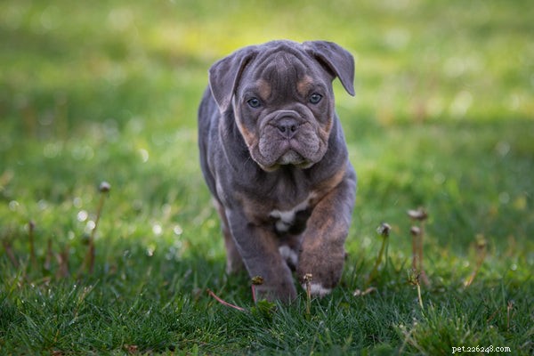 Black English Bulldog: Essential Facts & Care Guide