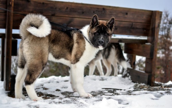 Quiet Canine Companions: Low‑Bark Breeds for a Peaceful Home