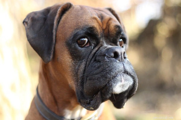 Quiet Canine Companions: Low‑Bark Breeds for a Peaceful Home
