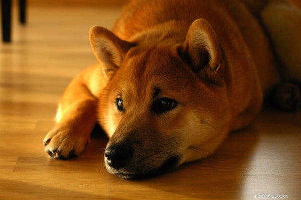 Quiet Canine Companions: Low‑Bark Breeds for a Peaceful Home