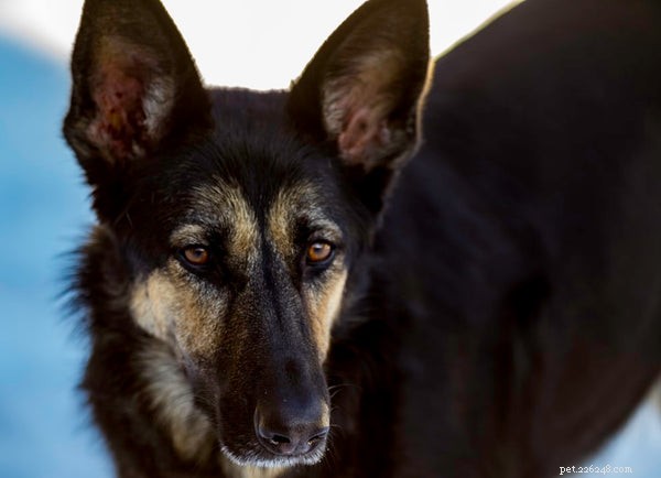 Mastering Dog Obedience: Proven Training Tips for Your Loyal Companion