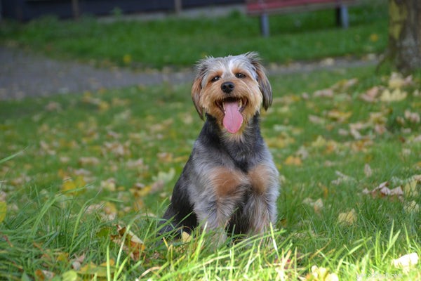 Discover Everything About the Dorkie: Size, Care, and Personality