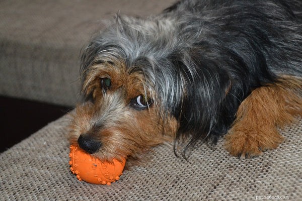 Discover Everything About the Dorkie: Size, Care, and Personality