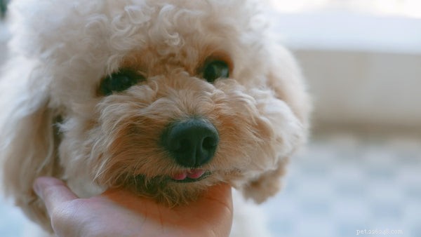 Mastering Dog Obedience: Proven Training Tips for Your Loyal Companion