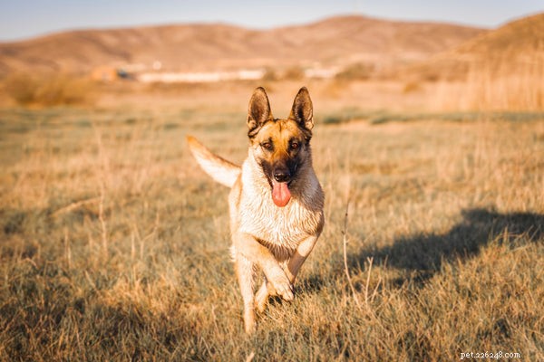 Mastering Dog Obedience: Proven Training Tips for Your Loyal Companion
