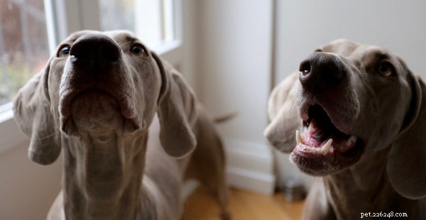 Mastering Dog Obedience: Proven Training Tips for Your Loyal Companion