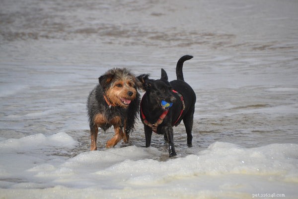 Discover Everything About the Dorkie: Size, Care, and Personality