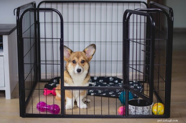 Mastering Dog Obedience: Proven Training Tips for Your Loyal Companion