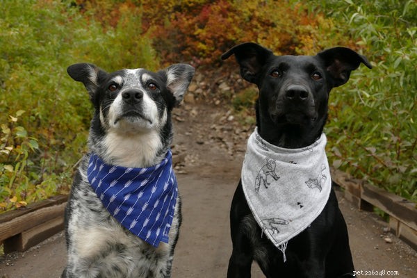 Mastering Dog Obedience: Proven Training Tips for Your Loyal Companion