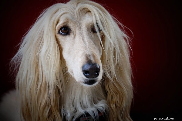 Afador Dog Overview: Traits, Care, and Family Suitability