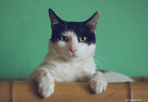 Complete Guide to House‑Training Your Cat: Steps, Tips, and Expert Advice
