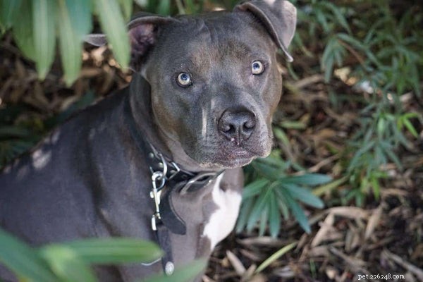 American Pitbull Puppies: The Truth About Their Loyal, Misunderstood Nature